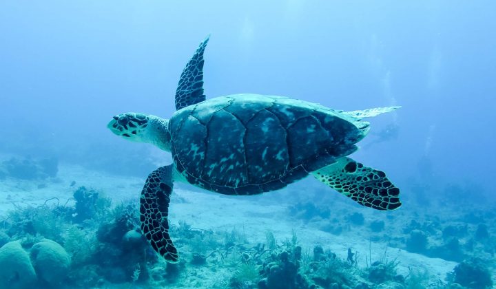 Turtle Reef Club – A coastal oasis tucked away in Jensen Beach